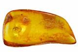 Fossil Beetle (Coleoptera) With Large Genitalia In Baltic Amber #150725-1
